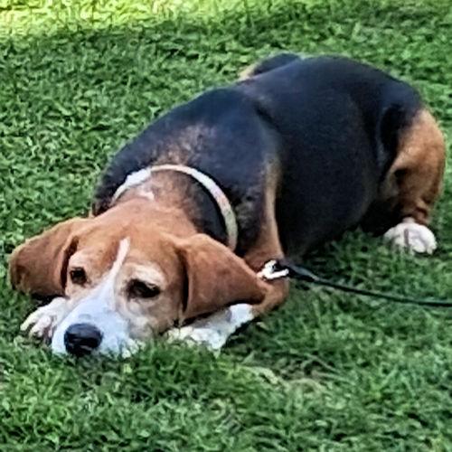 Athena, a ADOPTABLE Beagle in Toledo, OH image 3/5
