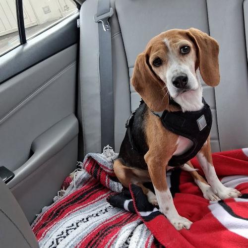 Athena, a ADOPTABLE Beagle in Toledo, OH image 2/5