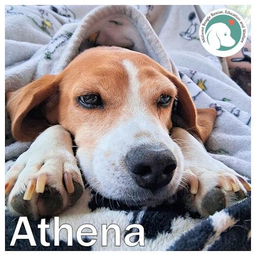 Athena, a ADOPTABLE Beagle in Toledo, OH image 1/5