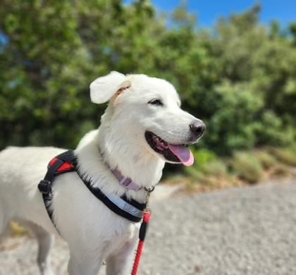 Enlarge Fiji, an adopted mixed breed in Marathon , FL image 1/1