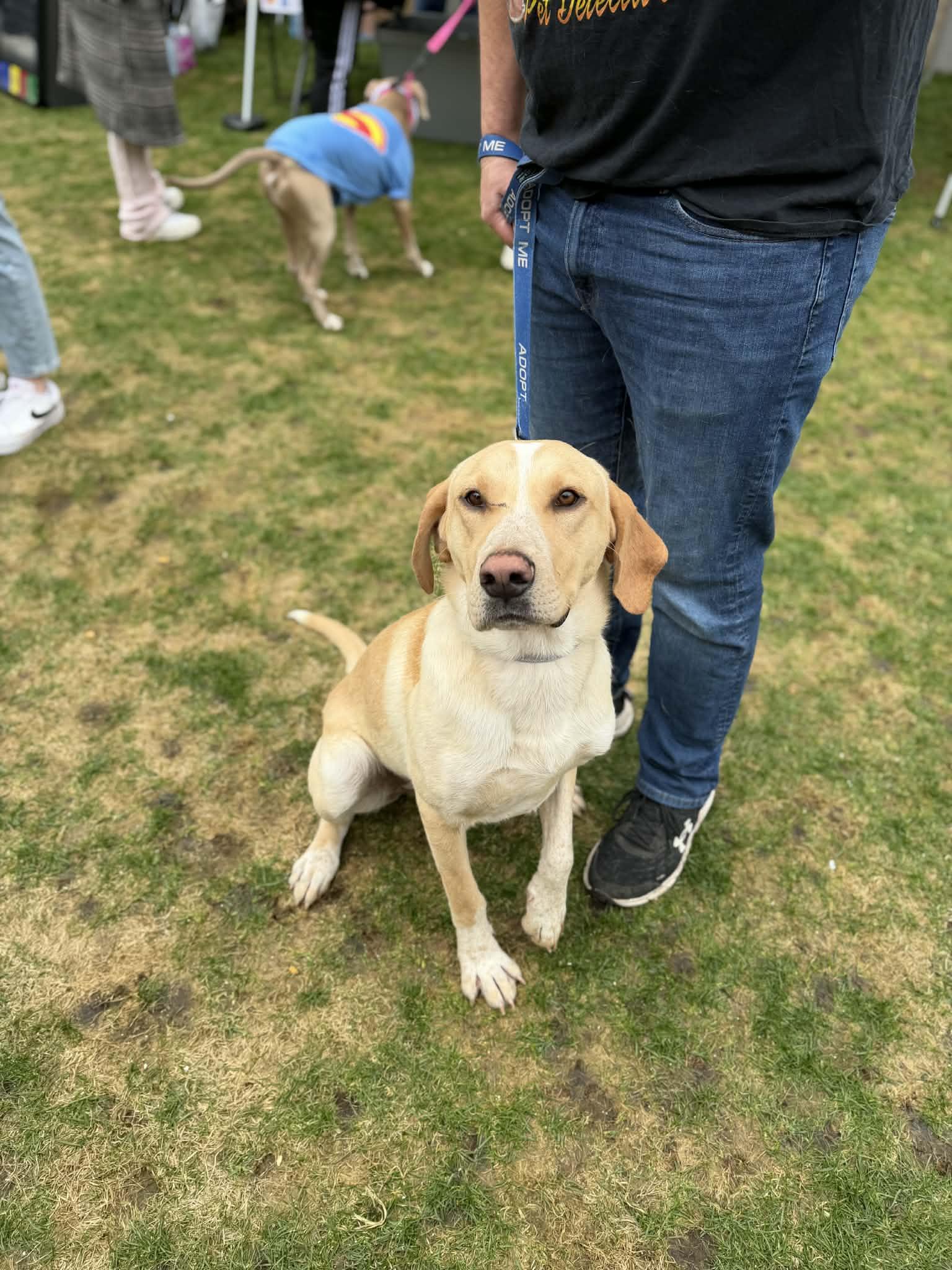 Enlarge Hank , an adopted Yellow Labrador Retriever in Cedar Rapids, IA image 4/5