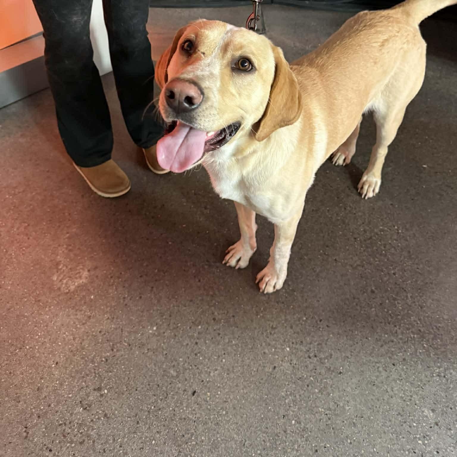 Enlarge Hank , an adopted Yellow Labrador Retriever in Cedar Rapids, IA image 3/5