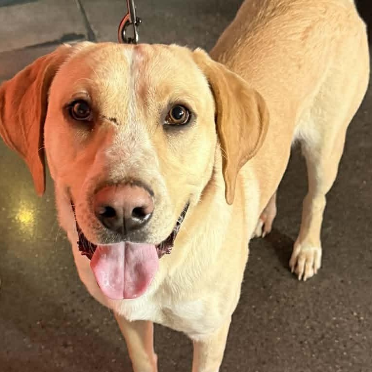 Enlarge Hank , an adopted Yellow Labrador Retriever in Cedar Rapids, IA image 2/5