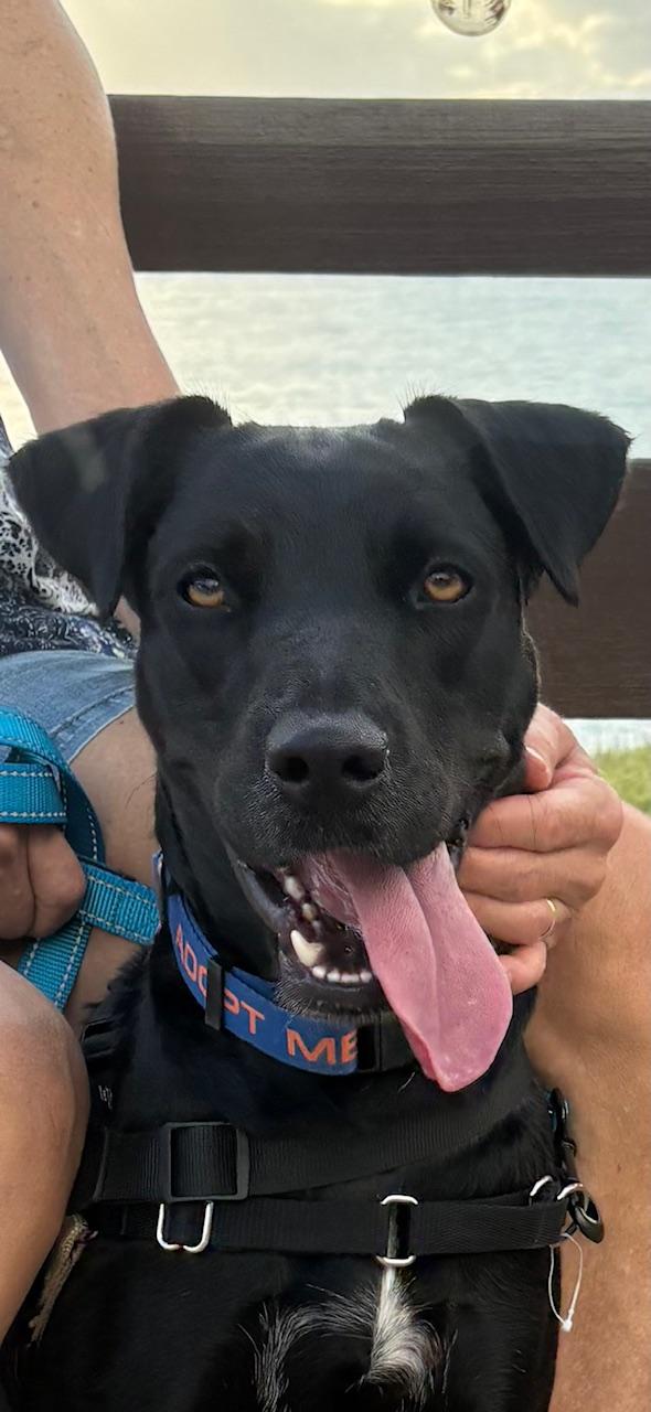 Enlarge Awesome Ambar!, a Adoptable mixed breed in Seattle, WA image 1/6