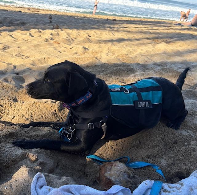 Enlarge Awesome Ambar!, a Adoptable mixed breed in Seattle, WA image 5/6