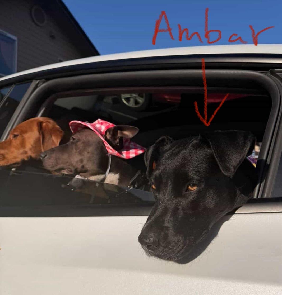 Enlarge Awesome Ambar!, an adopted mixed breed in Seattle, WA image 5/6