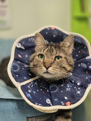 Enlarge Ditch, a Adoptable mixed breed in Batavia, OH image 3/3