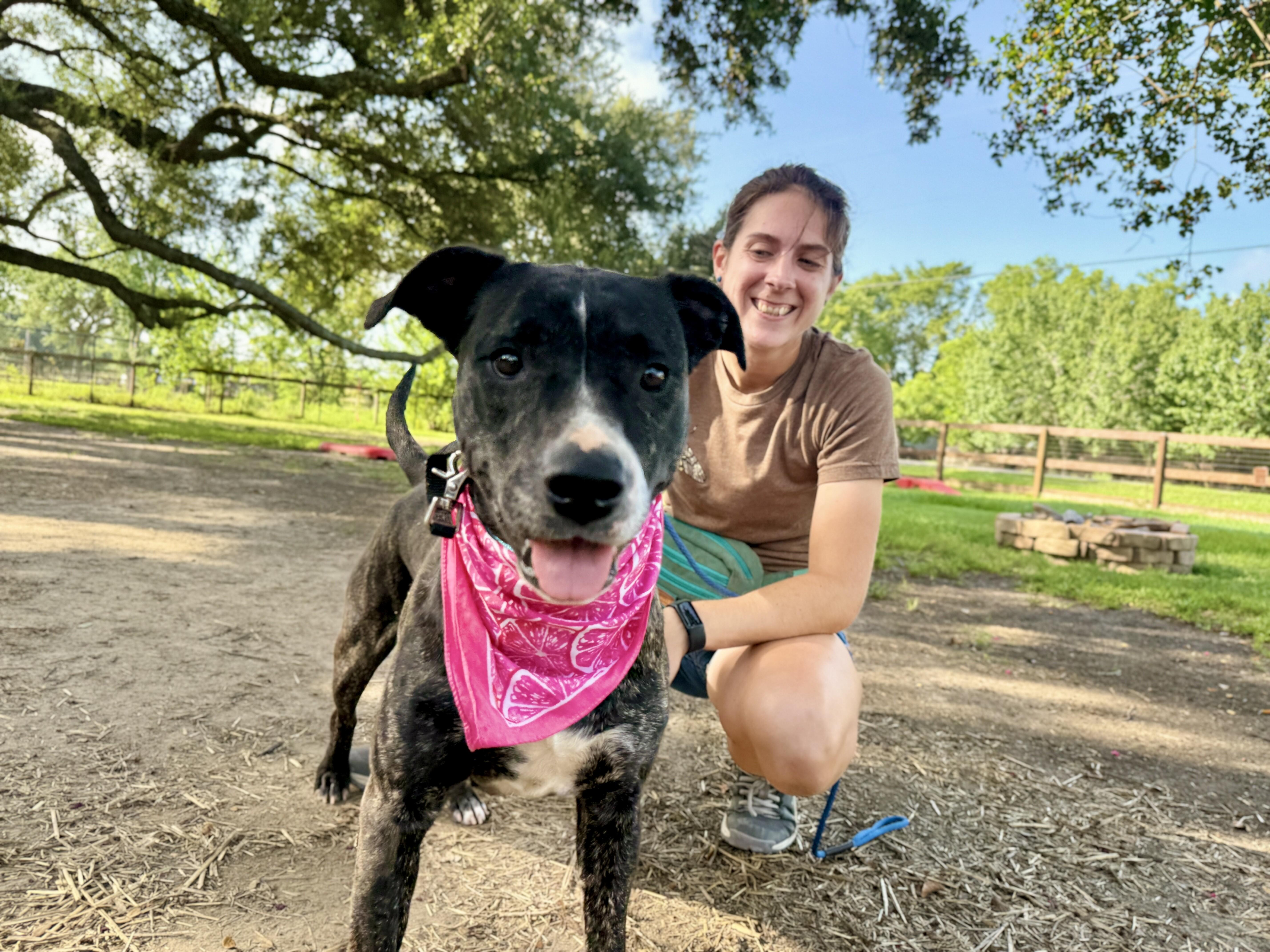 Enlarge Maddie the Love Magnet, a Adoptable mixed breed in Glastonbury, CT image 5/6