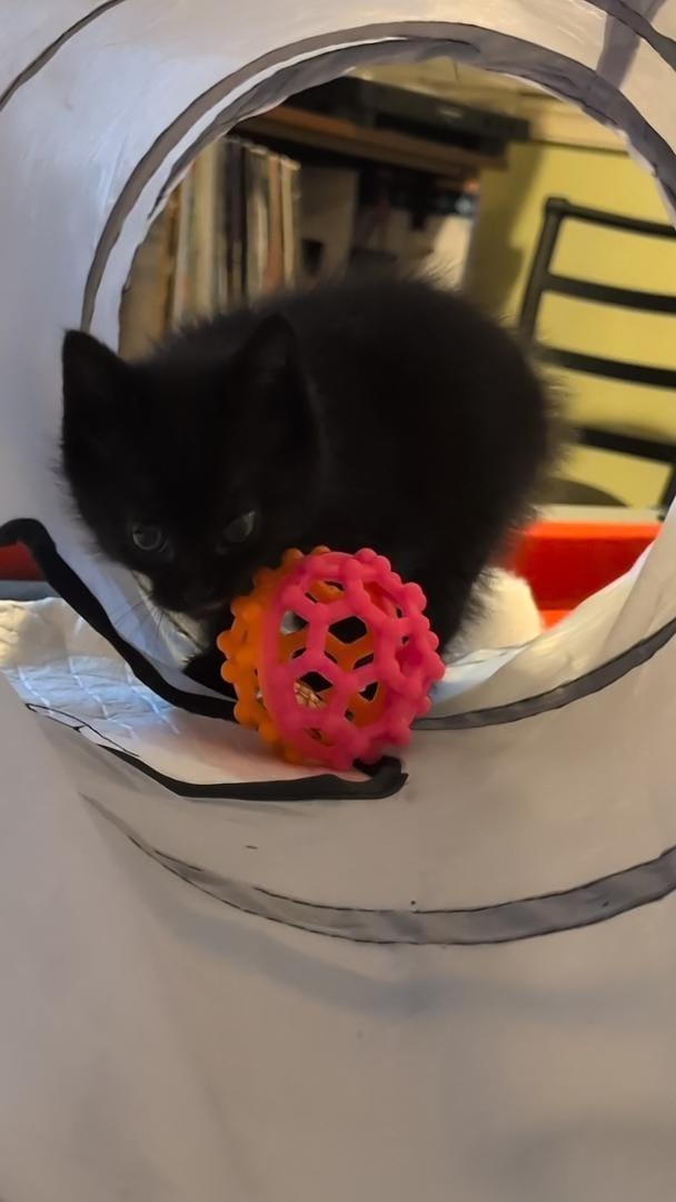 Momo, an adopted Domestic Short Hair in Odenton, MD image 6/6