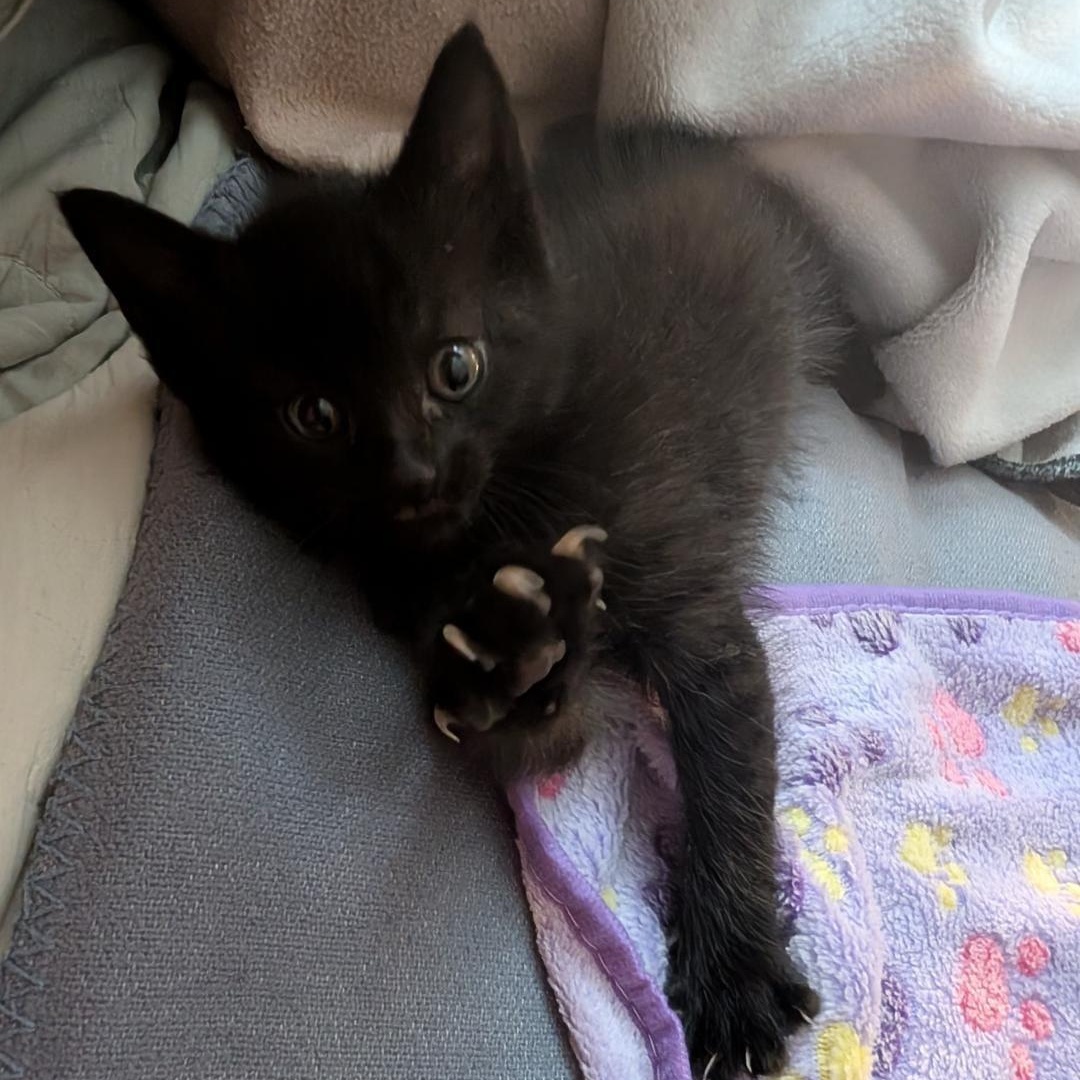 Momo, an adopted Domestic Short Hair in Odenton, MD image 4/6