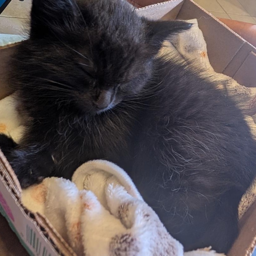 Momo, an adopted Domestic Short Hair in Odenton, MD image 5/6