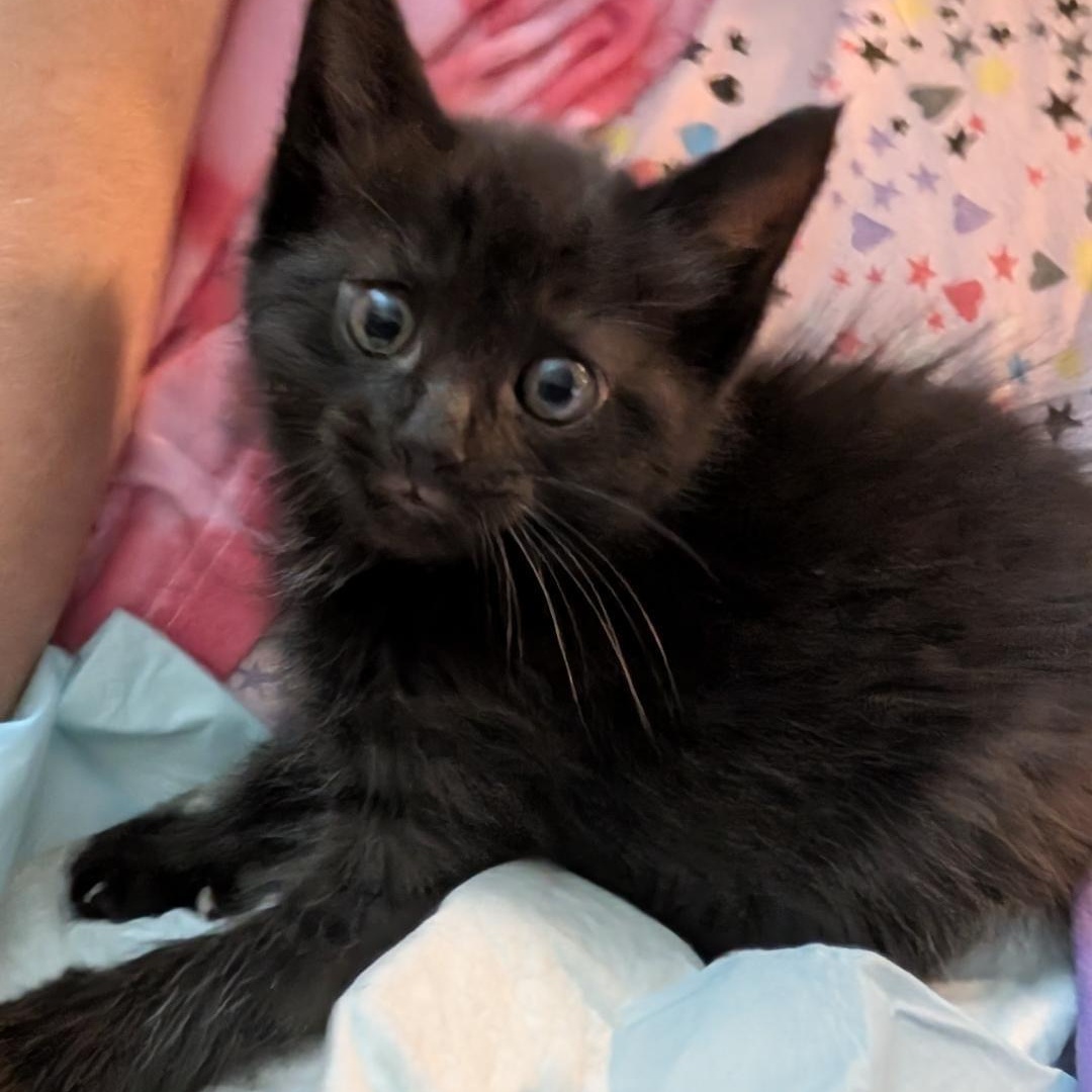 Momo, adopted, Kitten Male Domestic Short Hair.