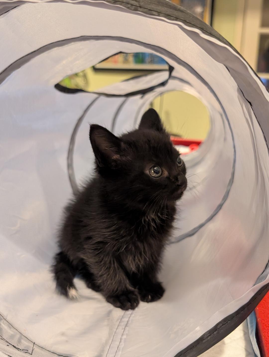 Momo, an adopted Domestic Short Hair in Odenton, MD image 2/6
