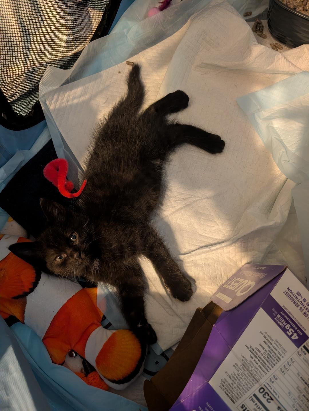 Momo, an adopted Domestic Short Hair in Odenton, MD image 3/6