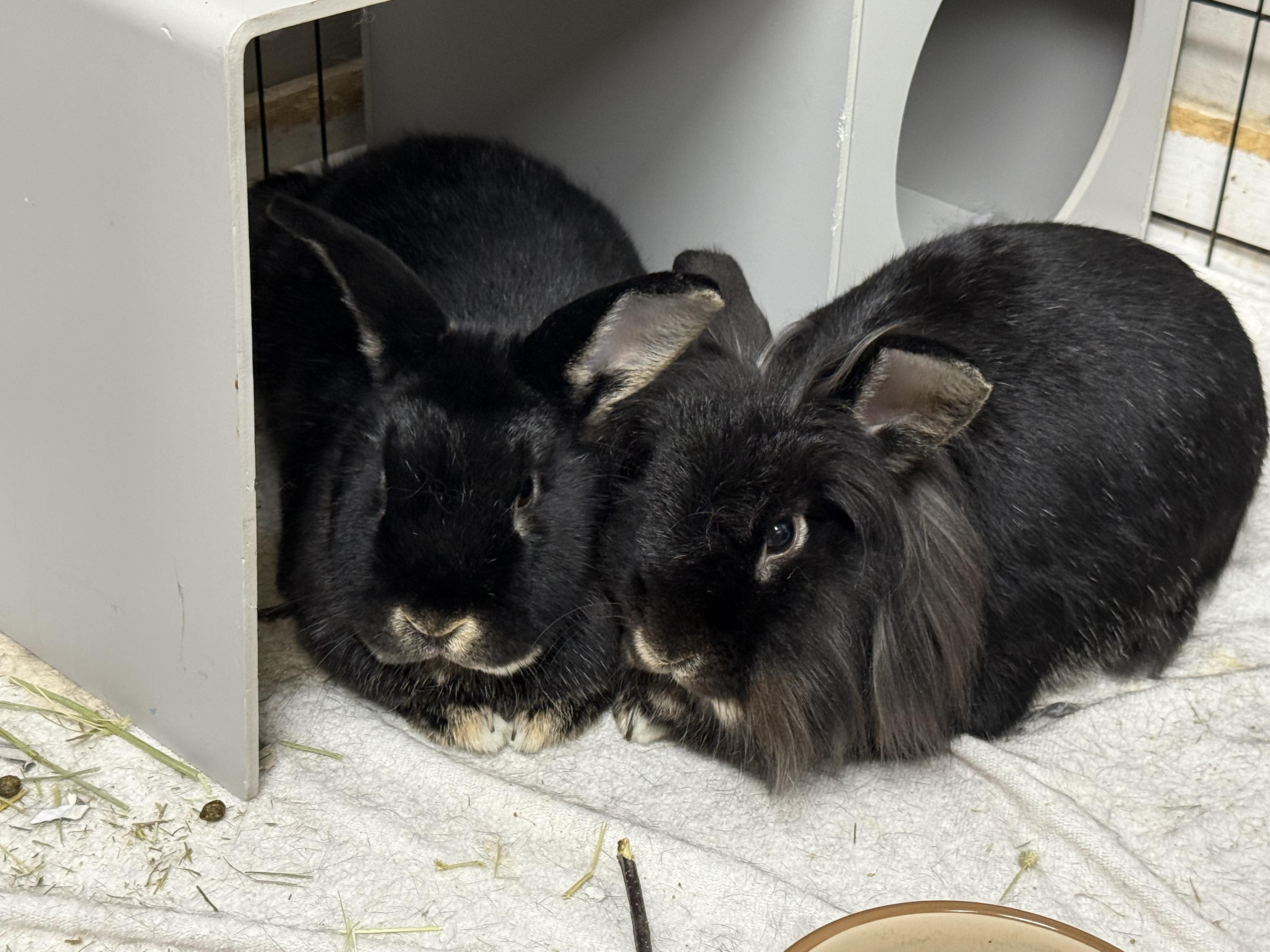 Starlight & Twilight (bonded pair)