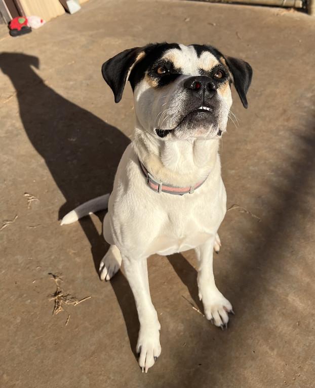 Sophie, ADOPTABLE, Young Female Pit Bull Terrier & Boxer.