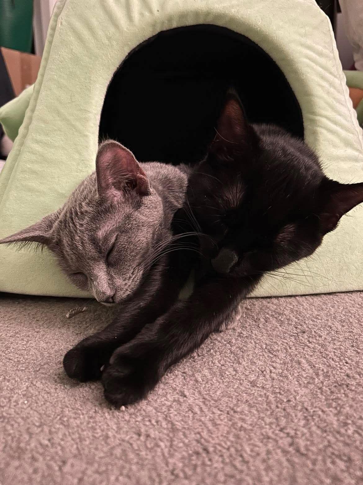 Smokey, a Adopted Domestic Short Hair in Alexandria, MN image 1/3