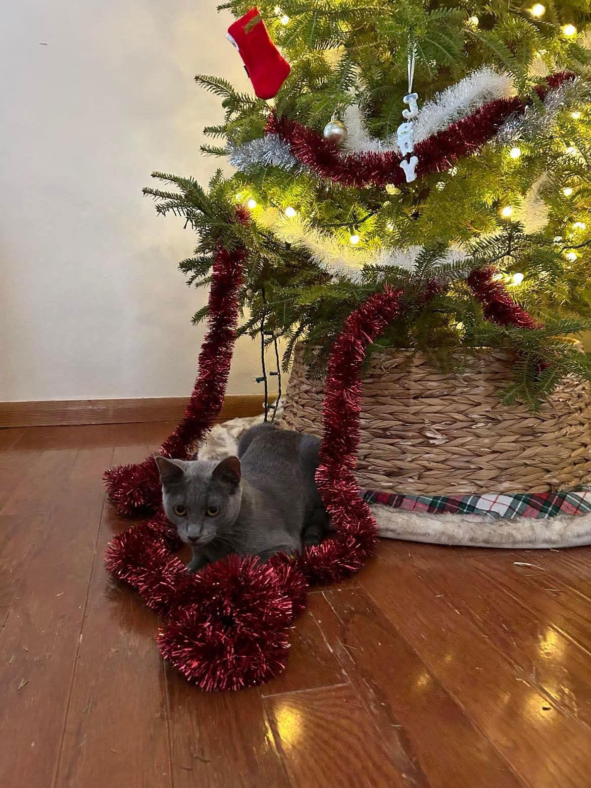 Smokey, a Adopted Domestic Short Hair in Alexandria, MN image 2/3