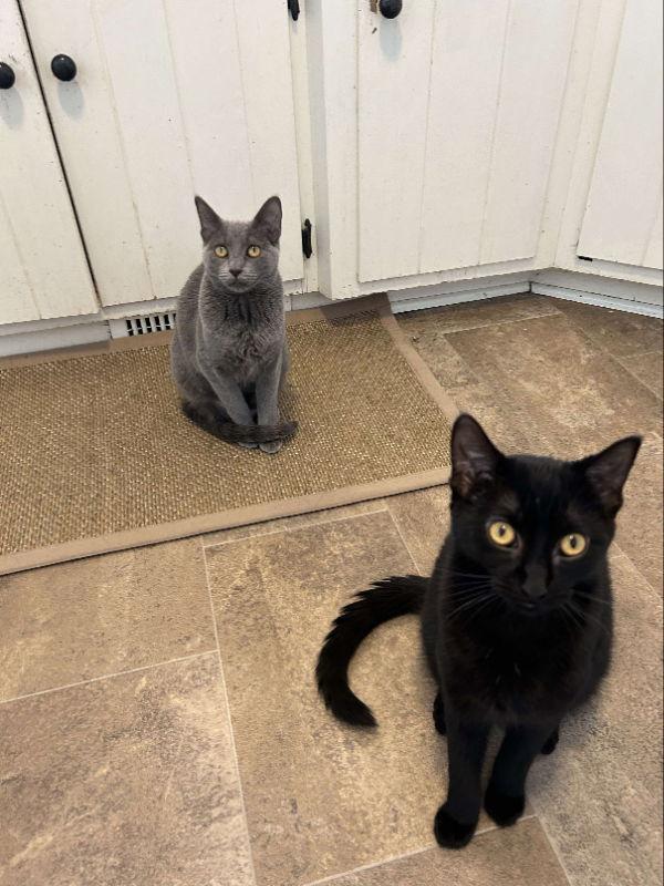 Smokey, a Adopted Domestic Short Hair in Alexandria, MN image 3/3