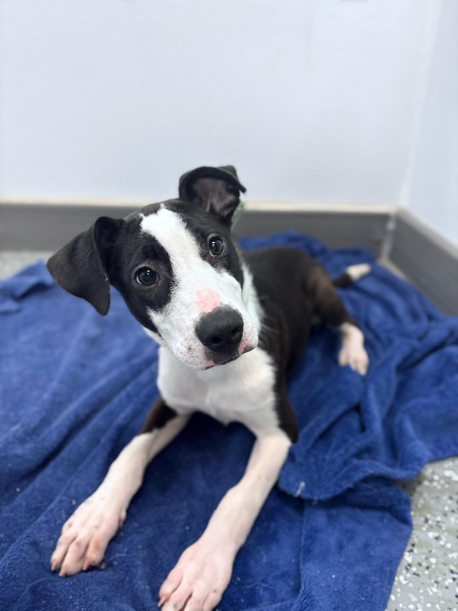 Shinoda in NH. Come Meet our Adoptable Dogs Wednesday-Saturday. More info in Bio, ADOPTABLE, Puppy Female Labrador Retriever.