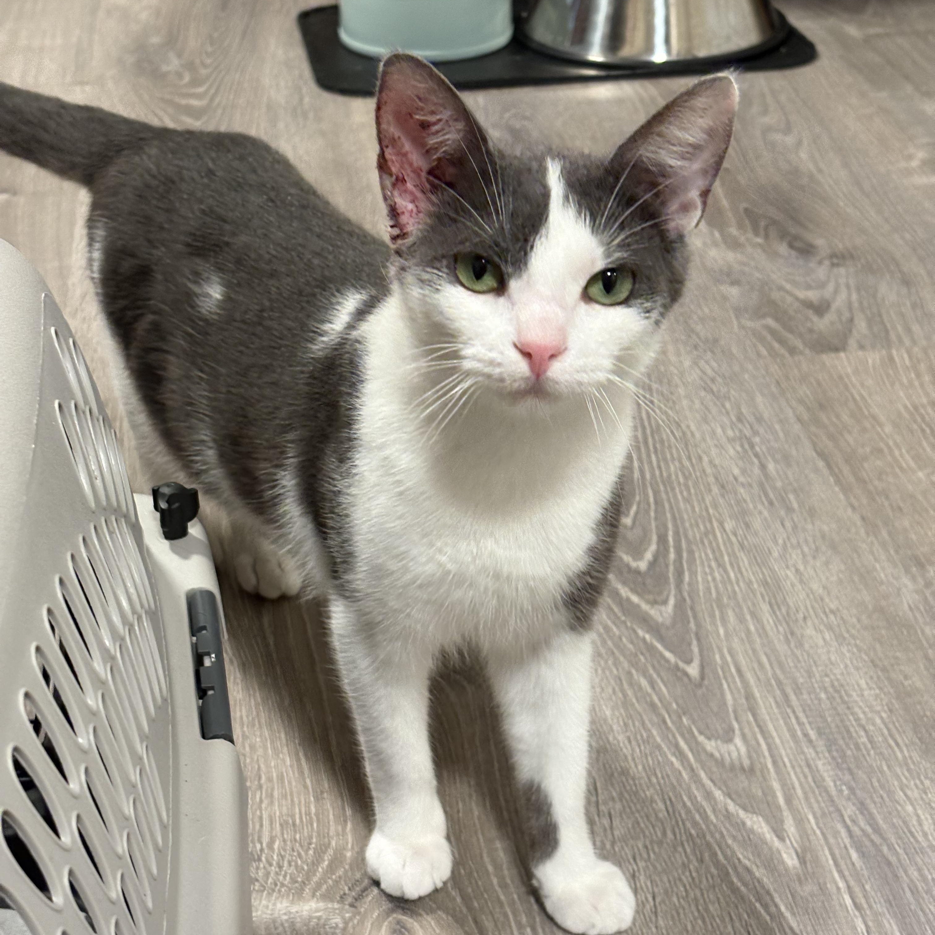 Enlarge Sangria, an adopted Domestic Short Hair in North Huntingdon, PA image 3/6