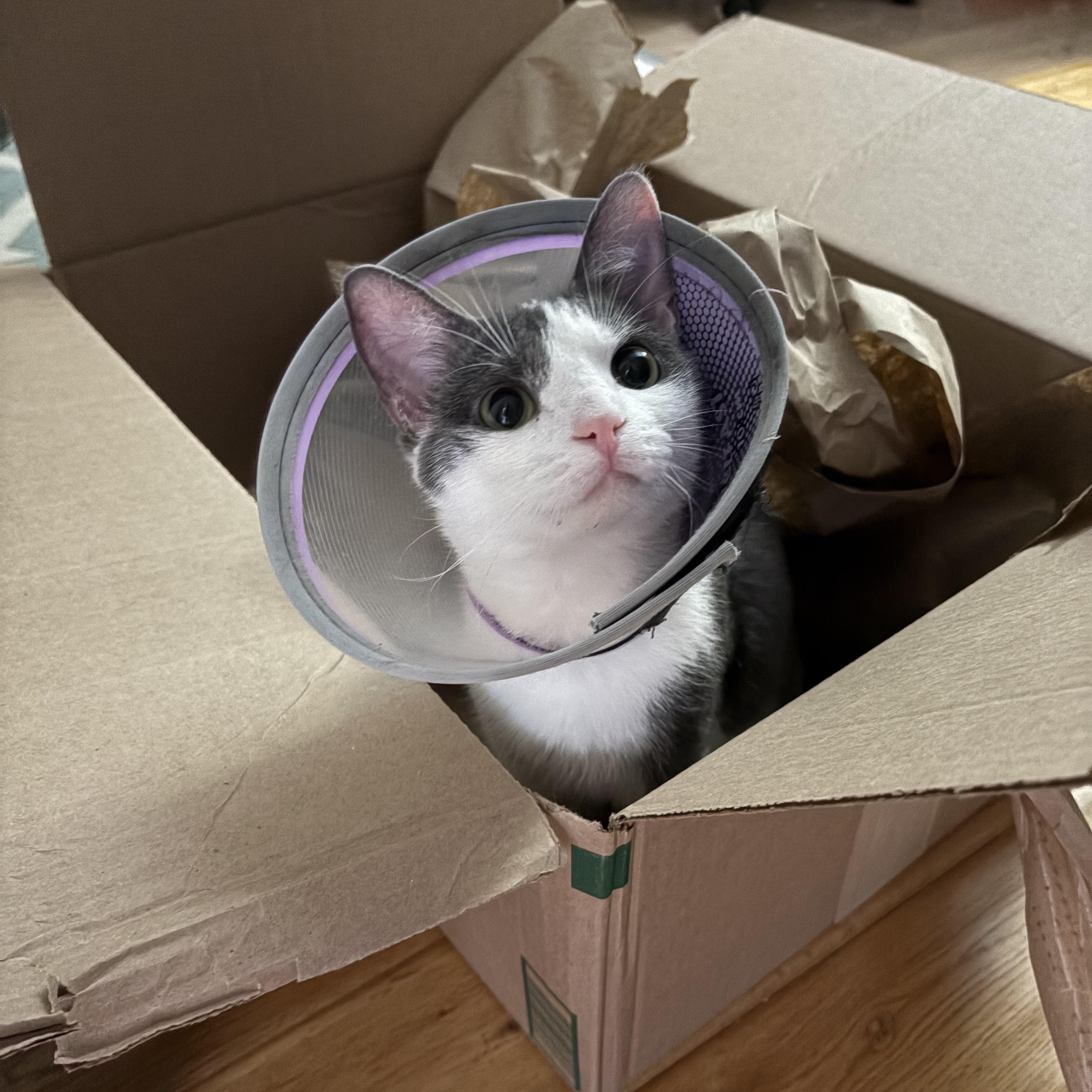 Enlarge Sangria, an adopted Domestic Short Hair in North Huntingdon, PA image 4/6