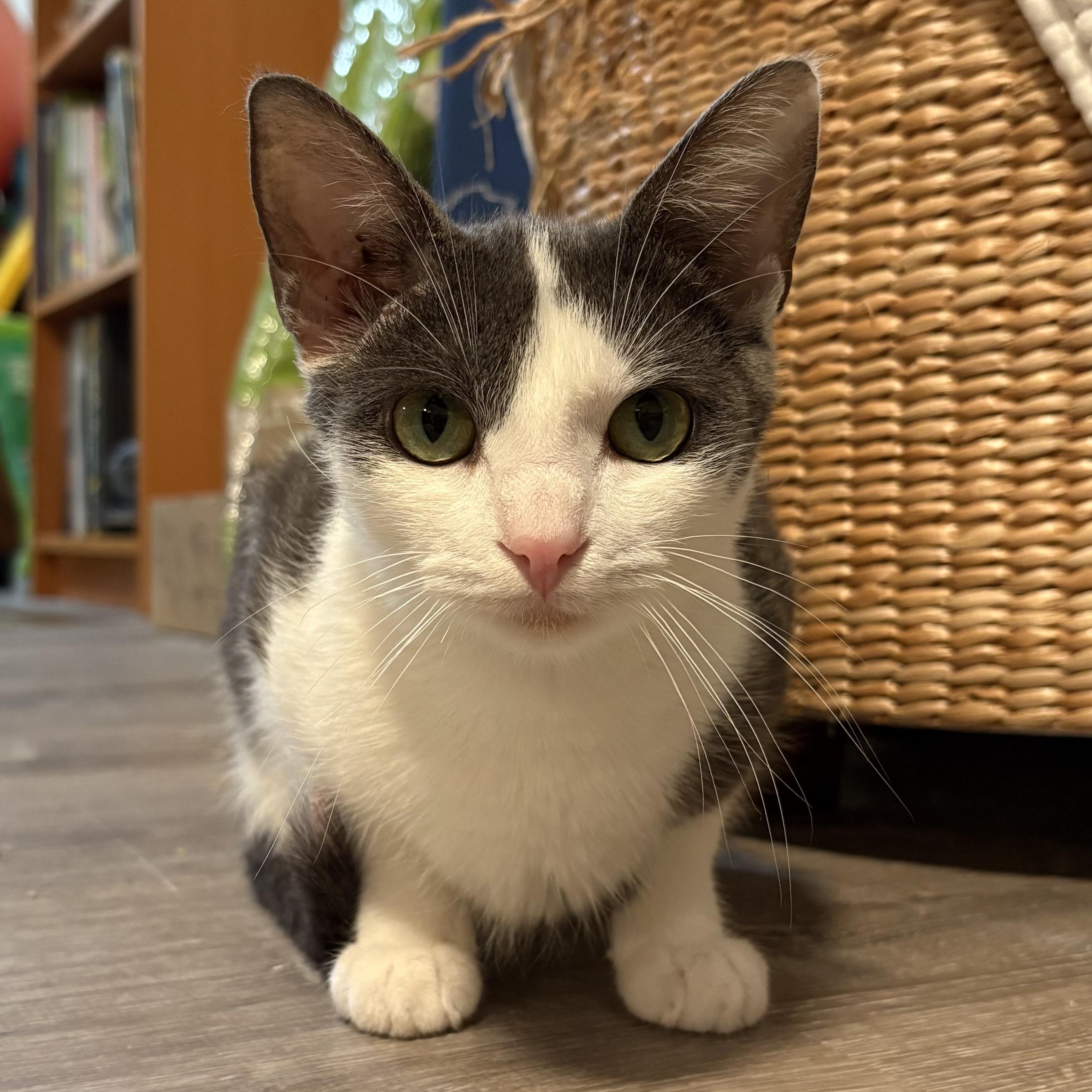 Sangria, adopted, Young Male Domestic Short Hair.