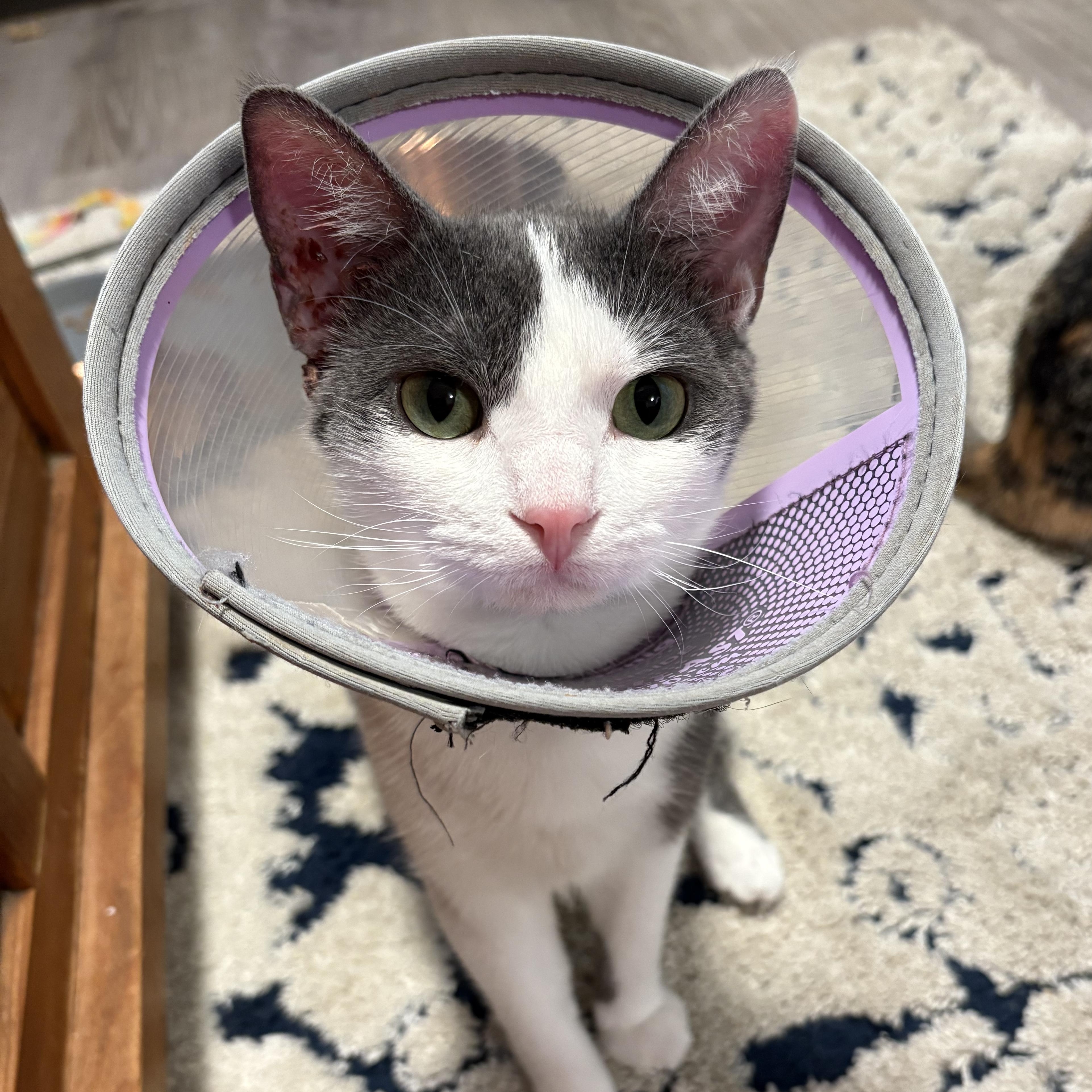 Enlarge Sangria, an adopted Domestic Short Hair in North Huntingdon, PA image 2/6