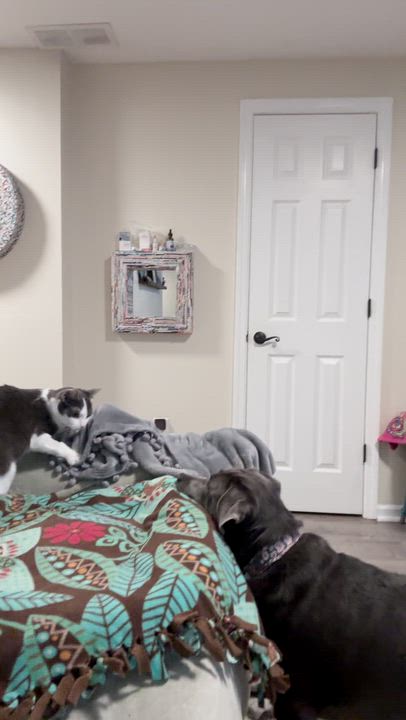 Enlarge Sangria, an adopted Domestic Short Hair in North Huntingdon, PA video 5/6