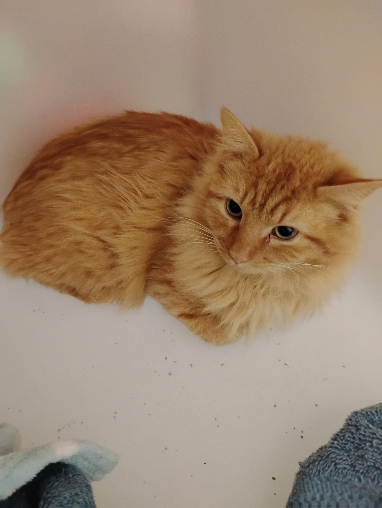 Enlarge Fanta, a Adopted Maine Coon in Hopewell, VA image 1/1