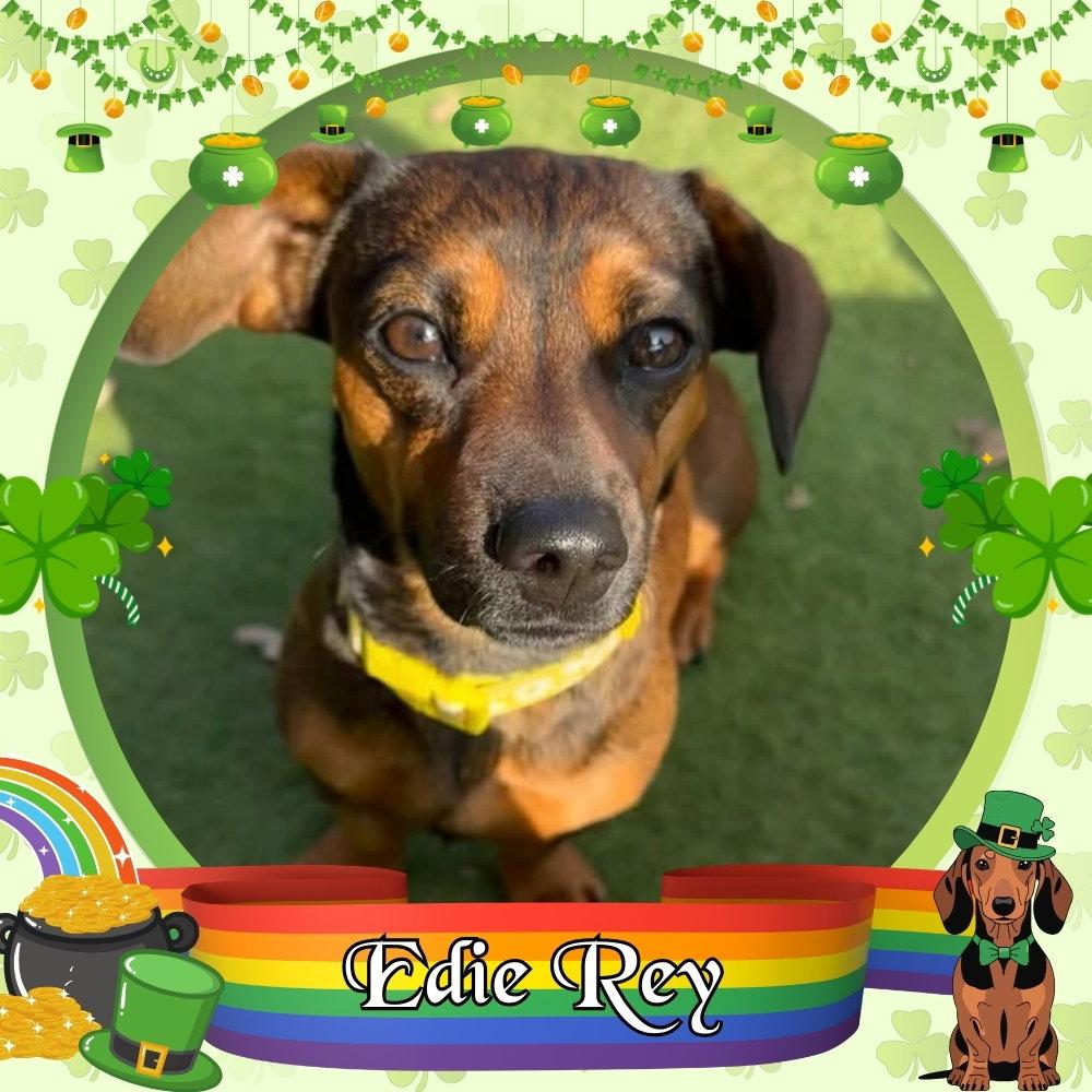 Enlarge Edie Rey, a Adopted Dachshund in San Antonio, TX image 1/3