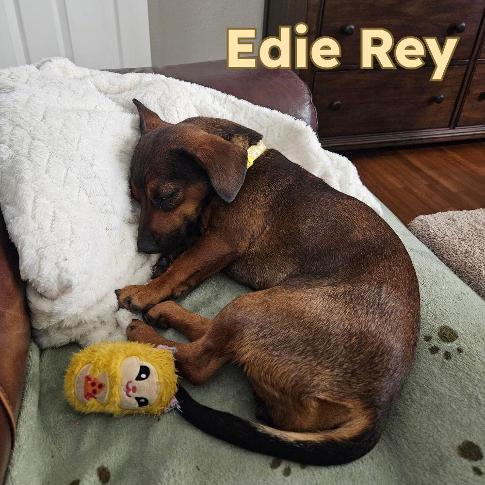 Enlarge Edie Rey, a Adopted Dachshund in San Antonio, TX image 2/3