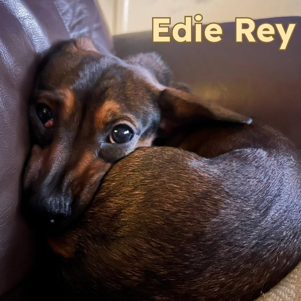 Enlarge Edie Rey, a Adopted Dachshund in San Antonio, TX image 3/3
