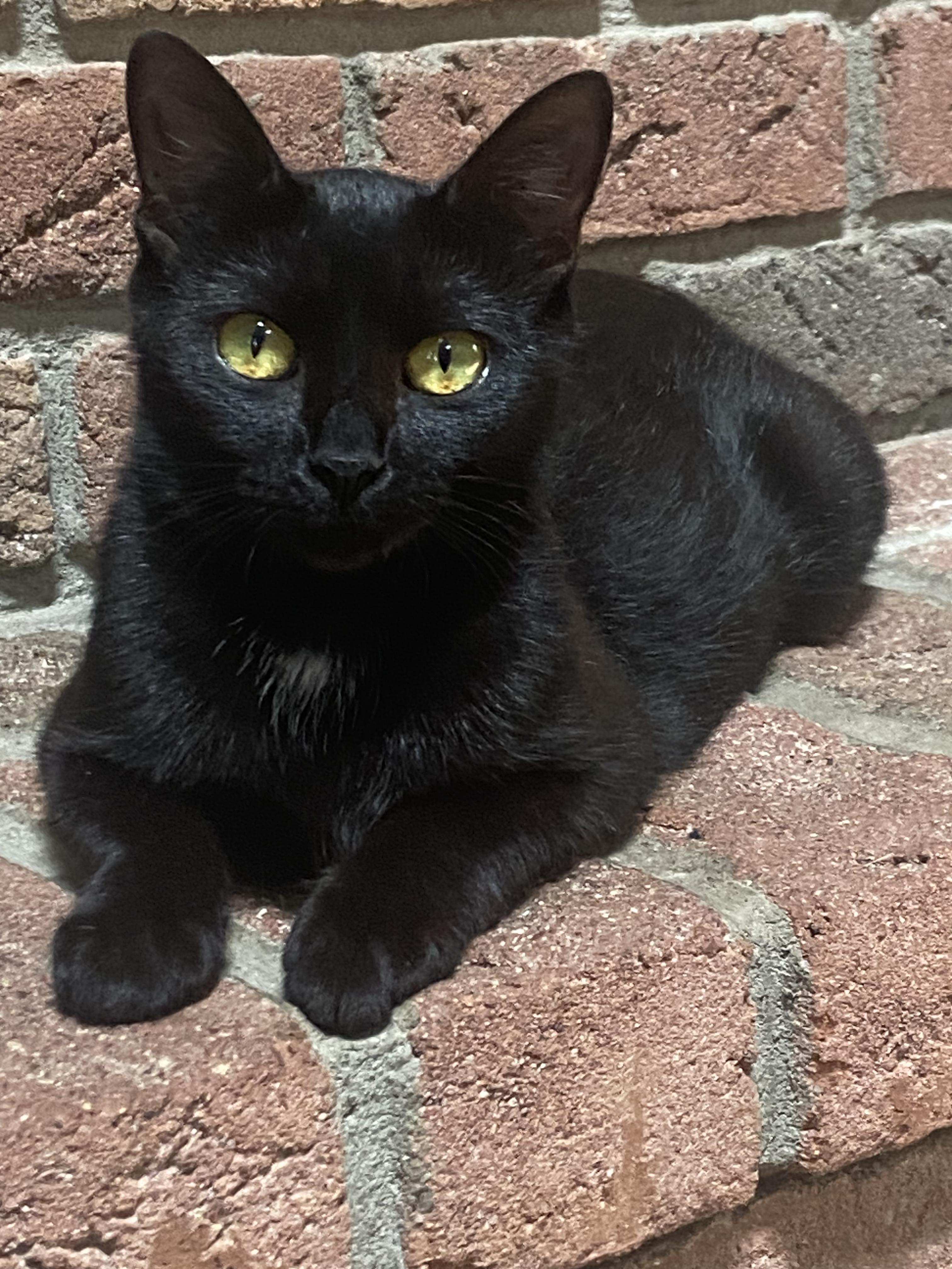 Mama Bear, ADOPTABLE, Young Female Domestic Short Hair.