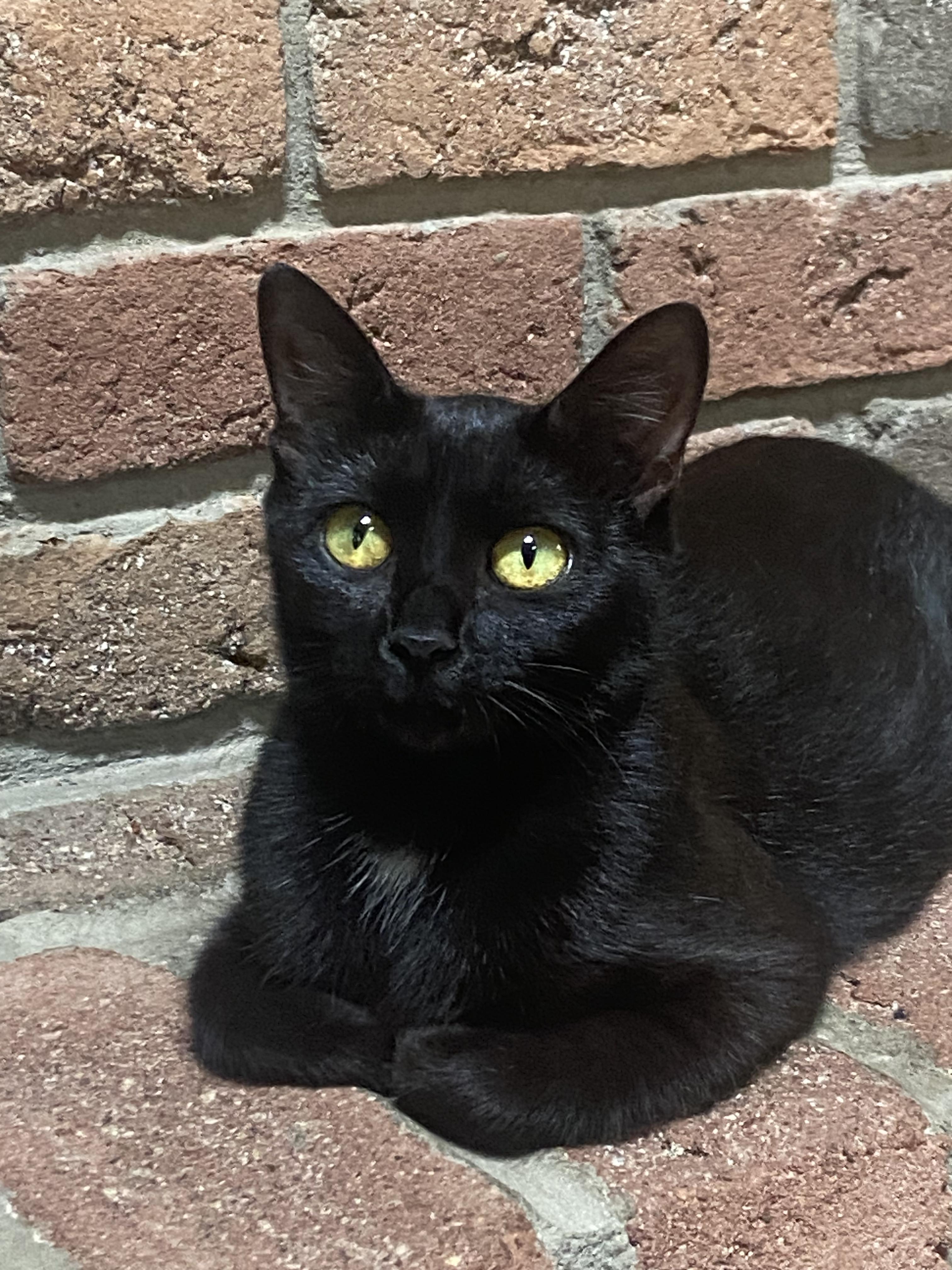 Mama Bear, a ADOPTABLE Domestic Short Hair in Hartville, OH image 2/2