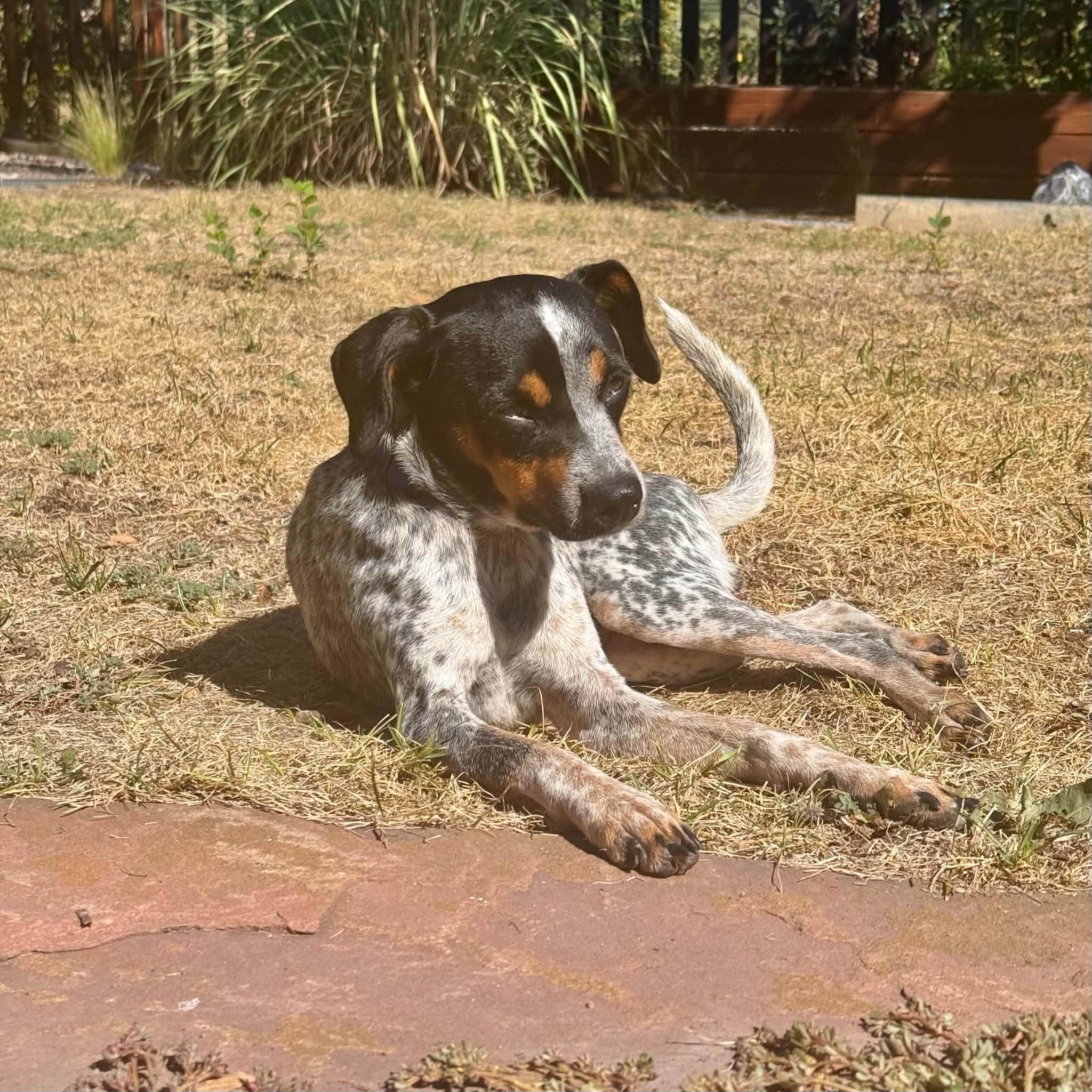 Enlarge Jesse, a Adoptable mixed breed in Boulder, CO image 6/6