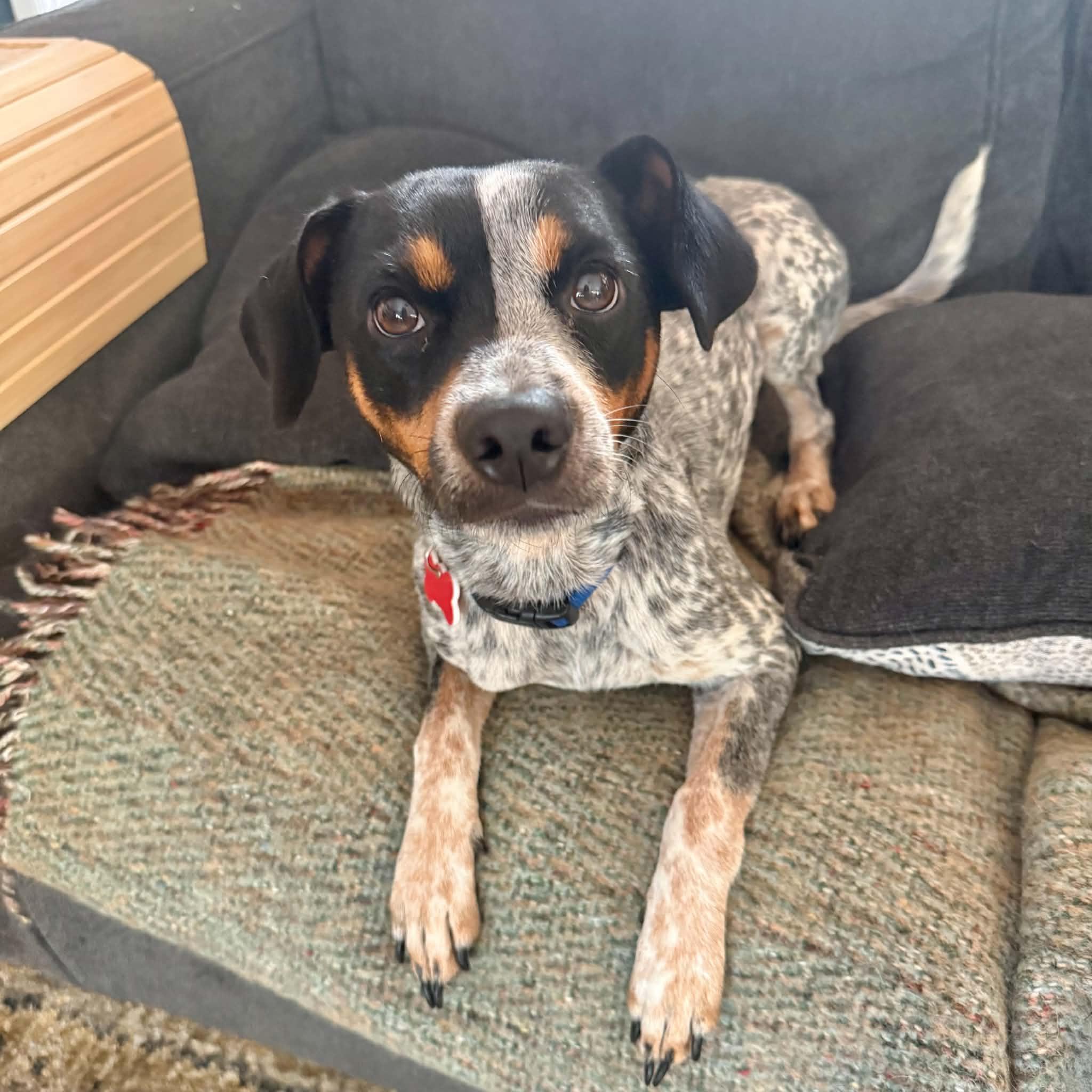 Enlarge Jesse, a Adoptable mixed breed in Boulder, CO image 4/6