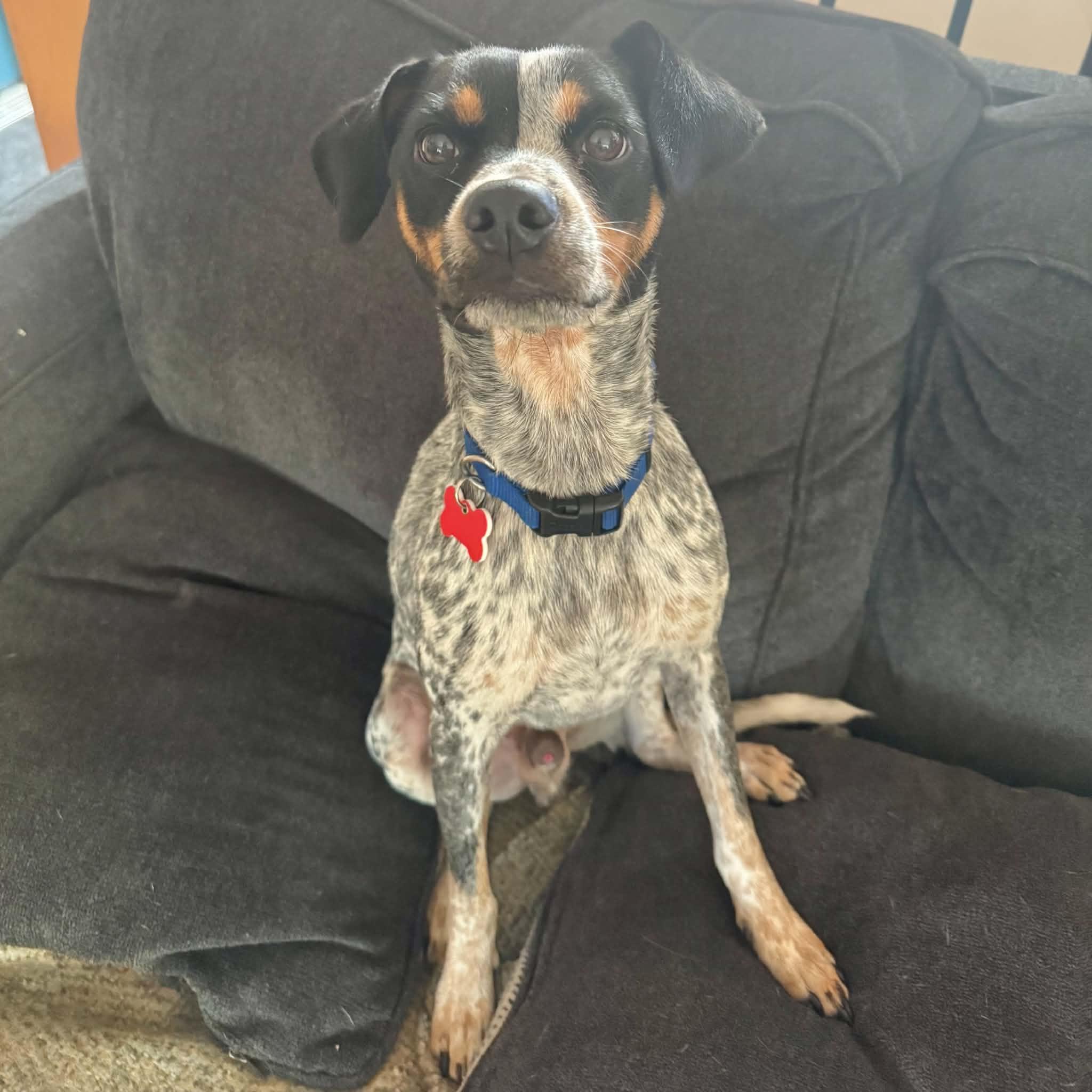 Enlarge Jesse, a Adoptable mixed breed in Boulder, CO image 5/6