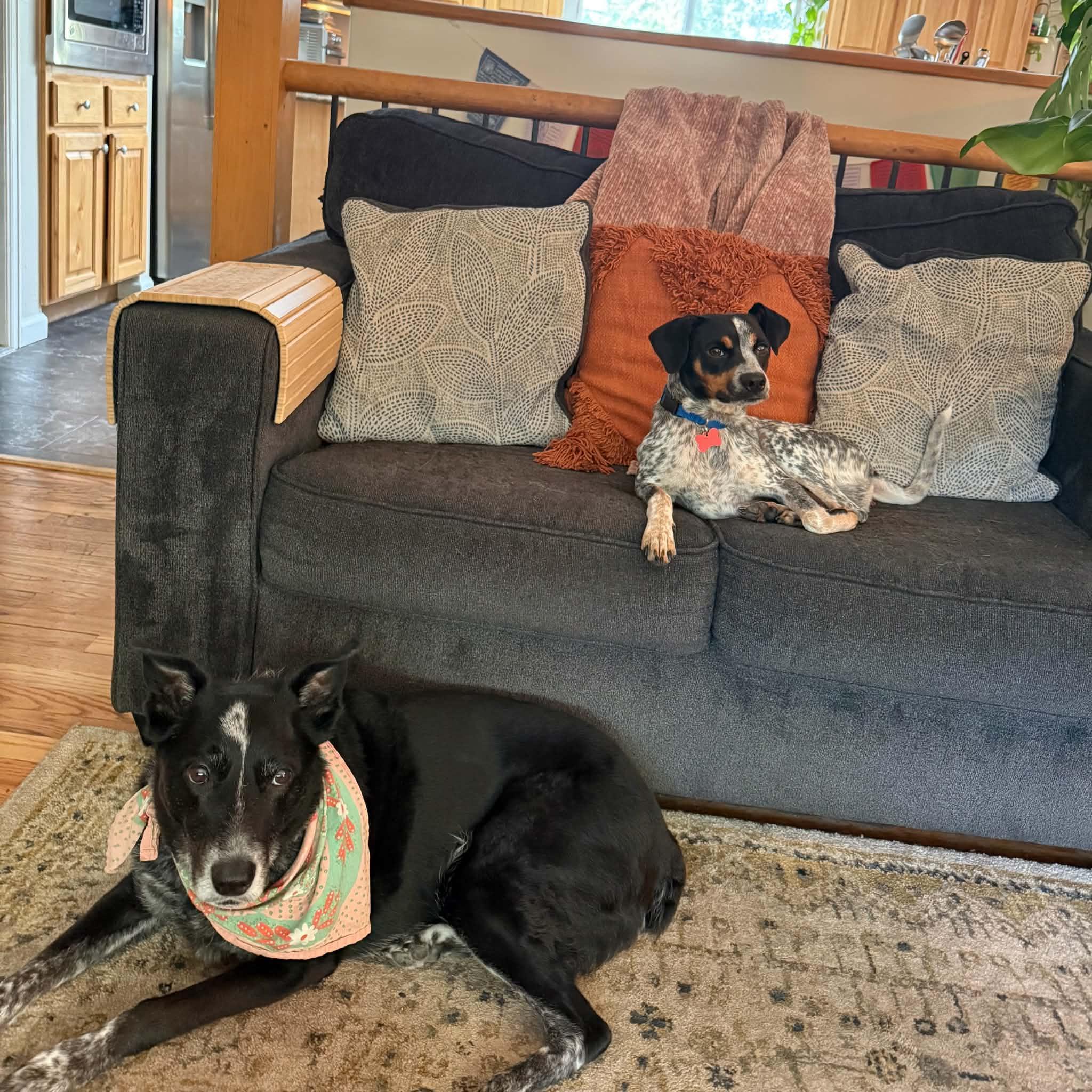 Enlarge Jesse, a Adoptable mixed breed in Boulder, CO image 3/6