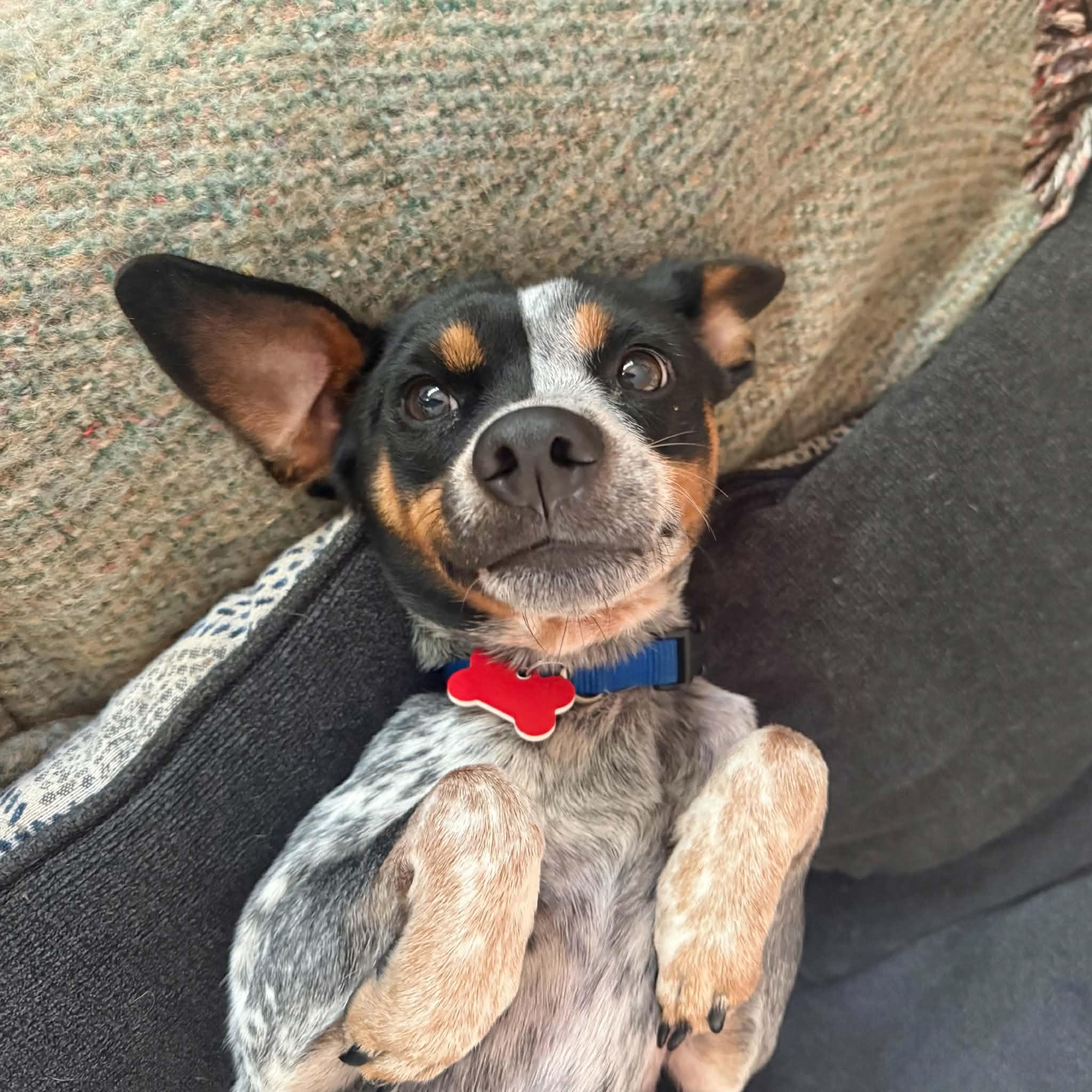 Jesse, Adoptable, Young Male Australian Cattle Dog / Blue Heeler & Chihuahua.