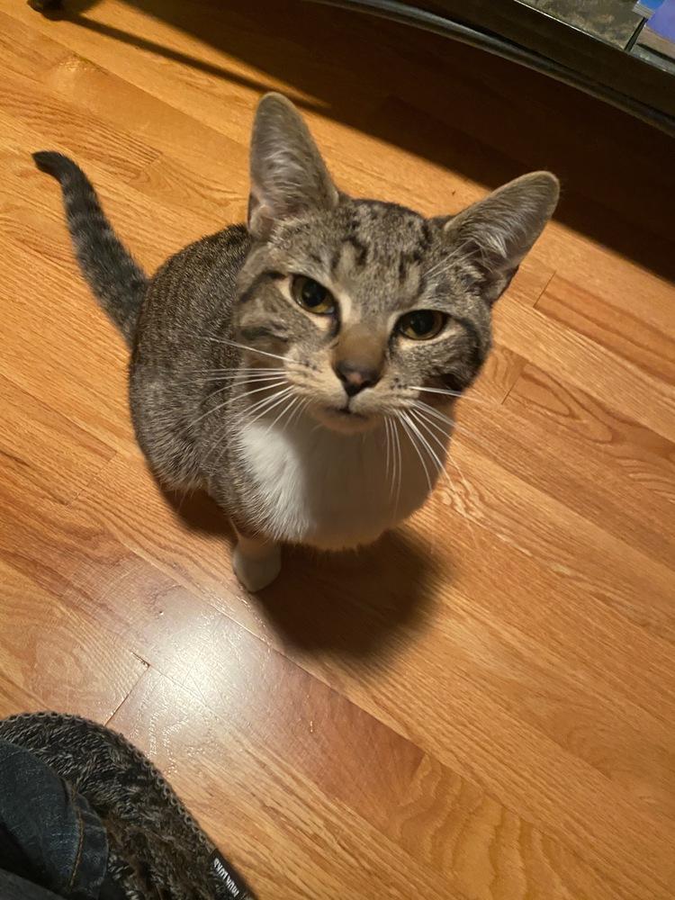 Sox, Adoptable, Kitten Male Domestic Short Hair.