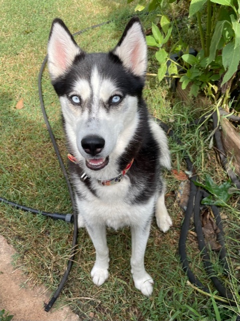 Evelyn, a Adoptable mixed breed in Belleville, NJ image 1/4