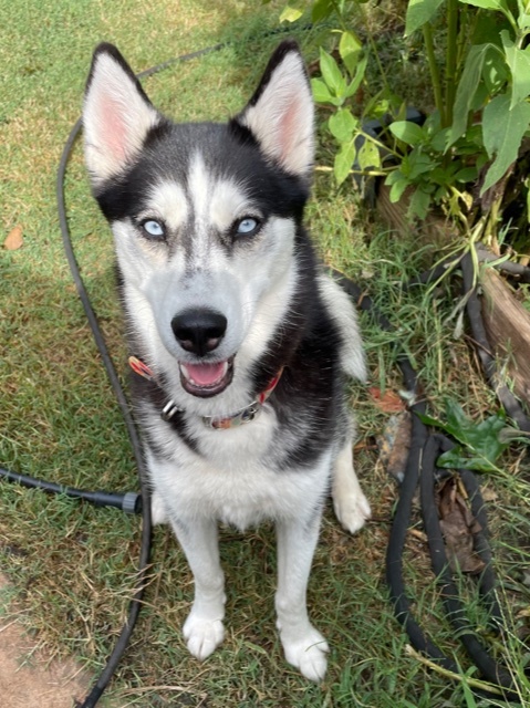 Evelyn, a Adoptable mixed breed in Belleville, NJ image 2/4