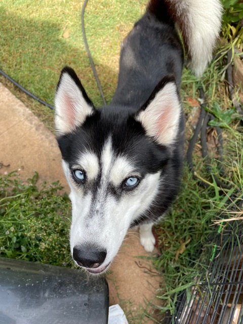 Evelyn, a Adoptable mixed breed in Belleville, NJ image 3/4