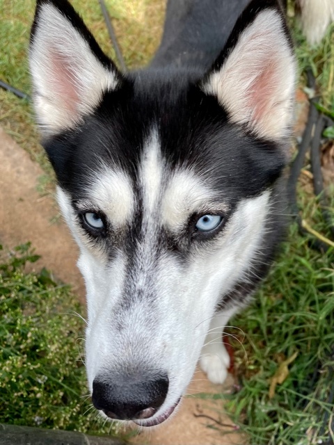 Evelyn, a Adoptable mixed breed in Belleville, NJ image 4/4