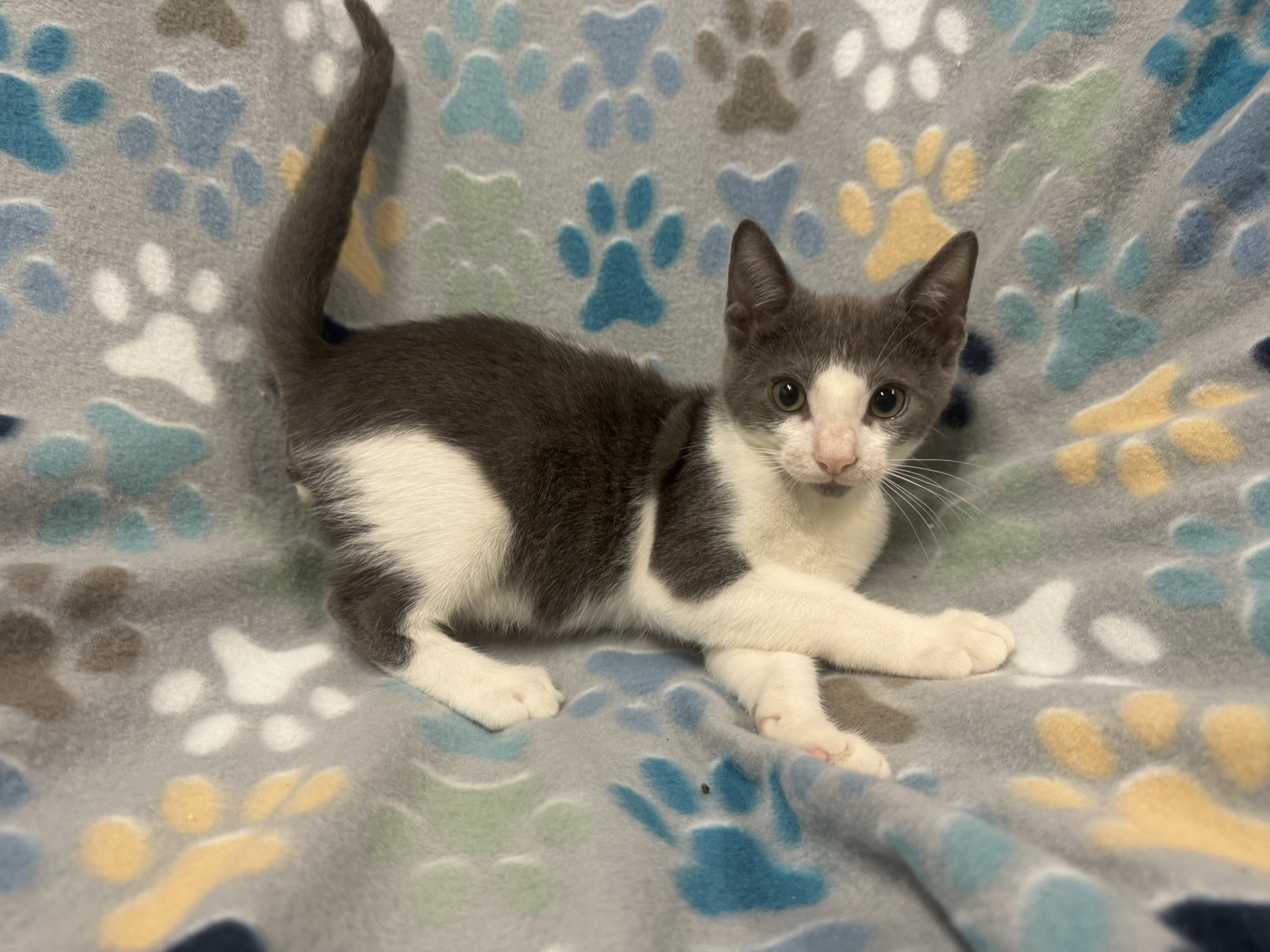 Enlarge Gyro, a Adopted Domestic Short Hair in St Petersburg, FL image 1/1