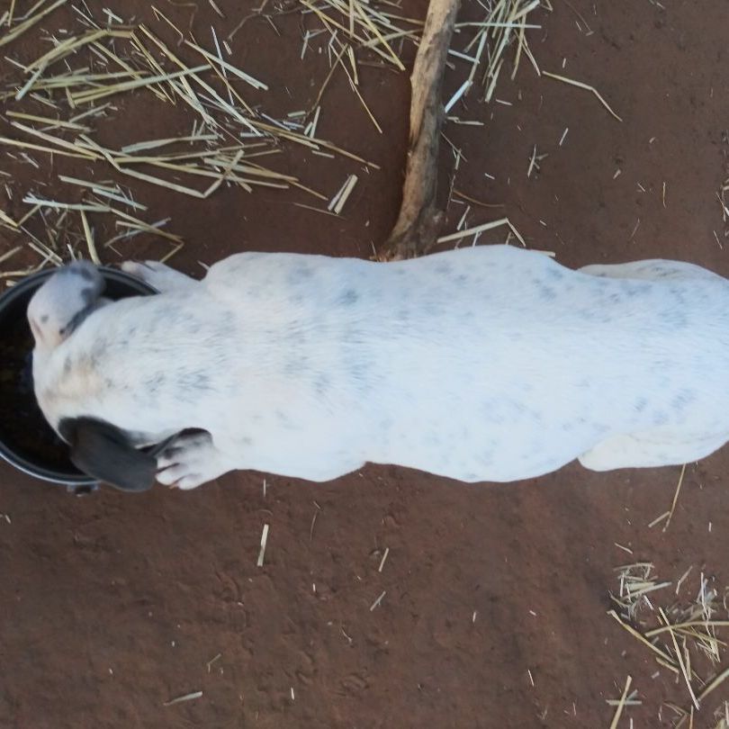 Shotsey — thumbnail 2