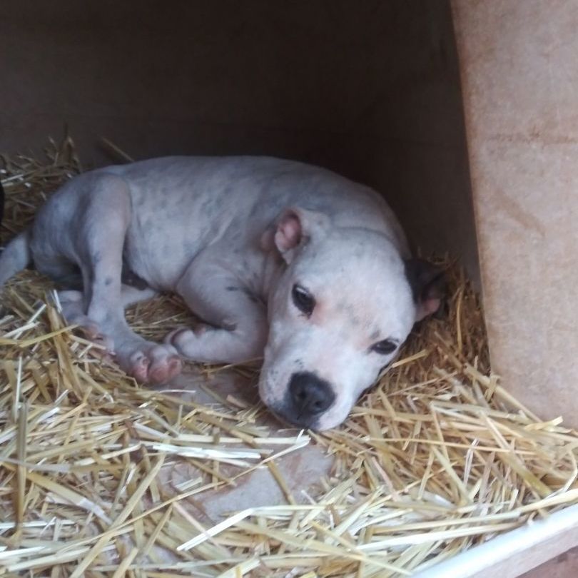 Shotsey — thumbnail 3