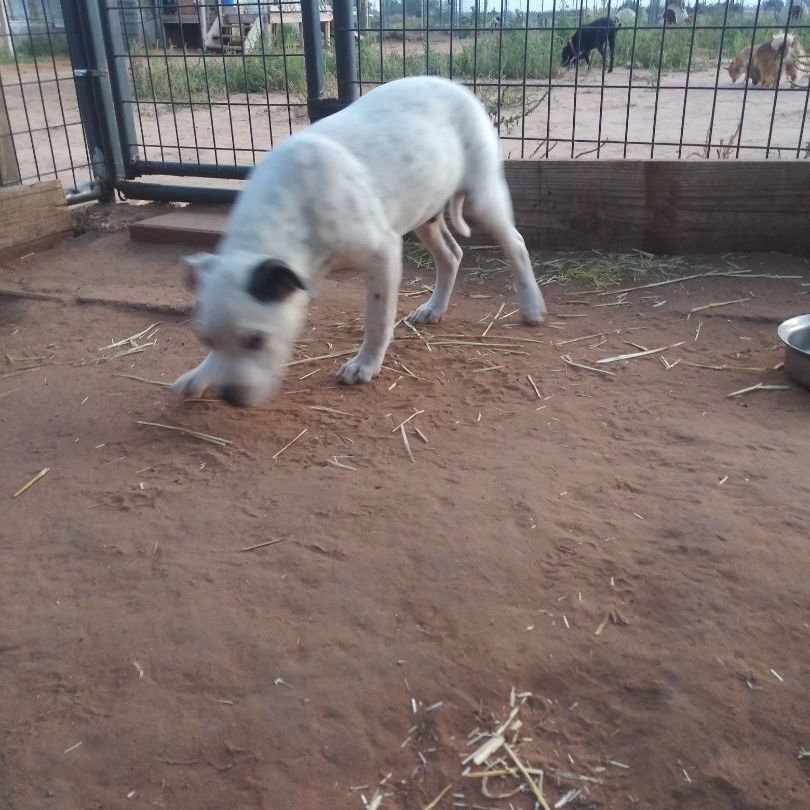 Shotsey — thumbnail 4