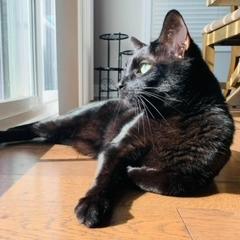 Oakley, Adoptable, Senior Male Domestic Short Hair.